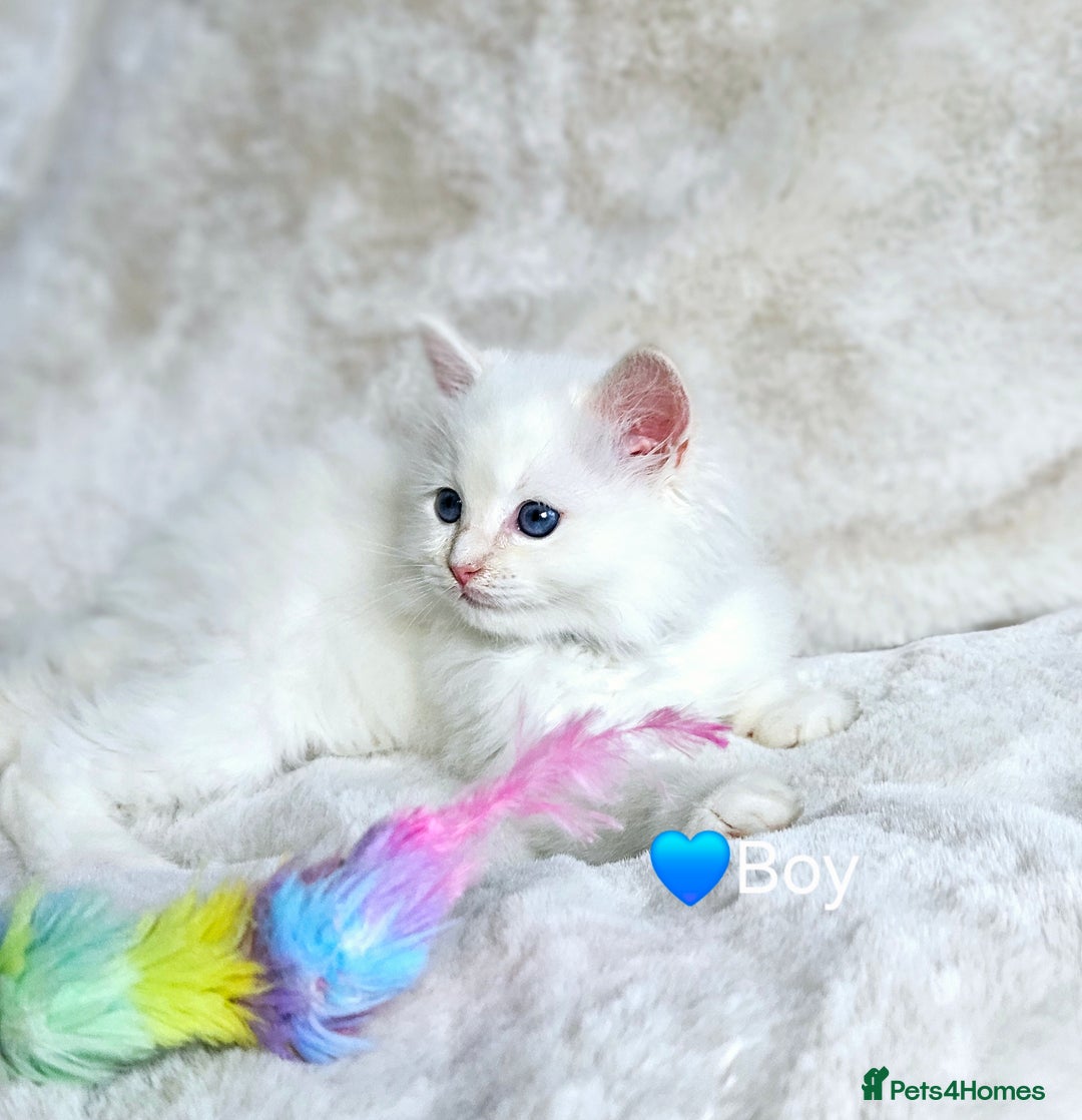 Ragdoll cats for sale: Pure Ragdoll Kittens - Image 6