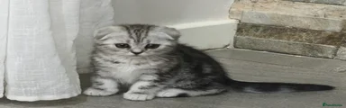 Scottish Fold Kitten 1