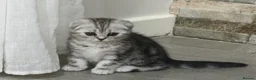 Scottish Fold cats for sale: Last Scottish Straight Silver Tabby Boy Available - Advert 32