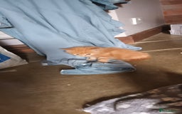 Persian cats for sale: Persian X Beautiful friendly ginger kittens  - Image 16