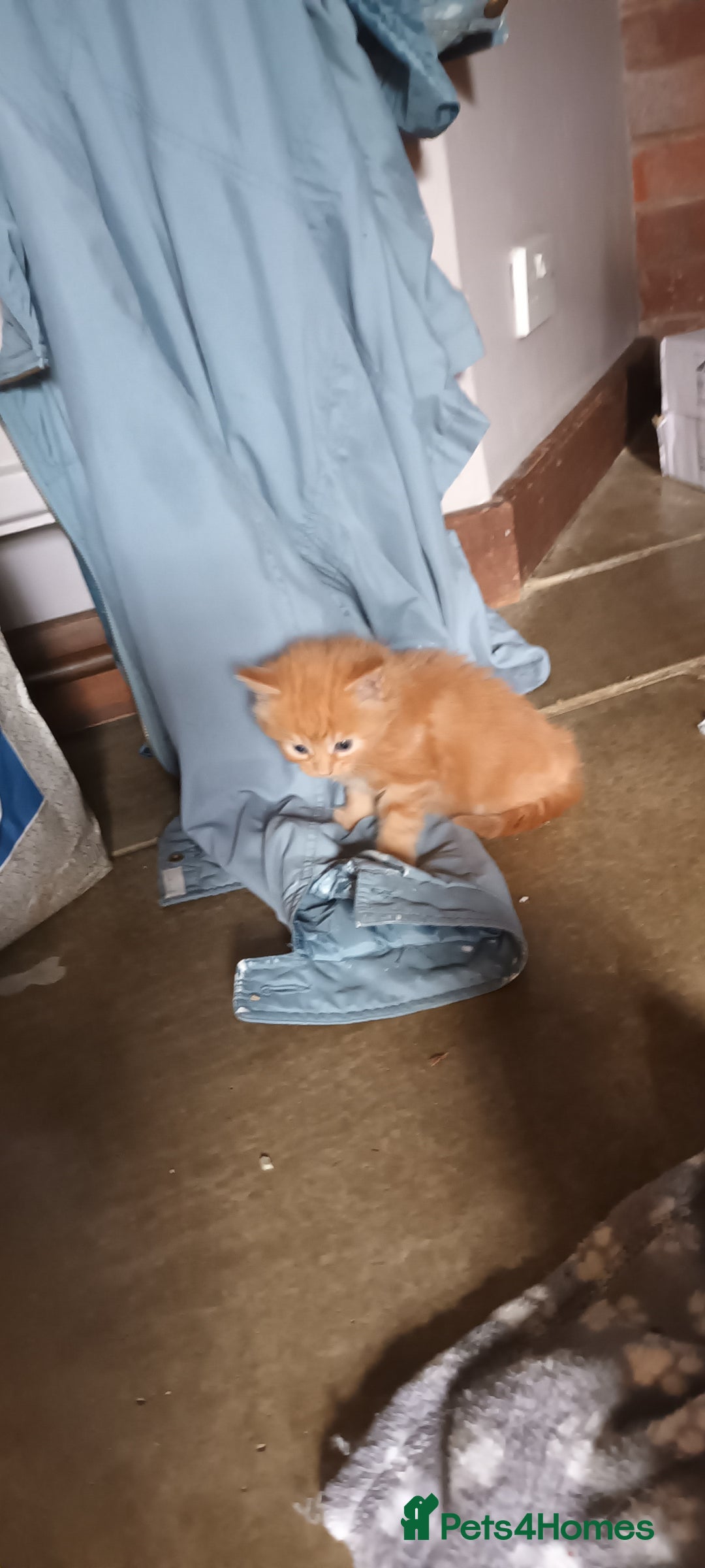 Persian cats for sale: Persian X Beautiful friendly ginger kittens  - Image 16