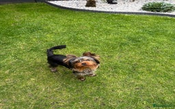Yorkshire Terrier dogs for sale: Miniature Yorkshire terrier boy  - Image 6