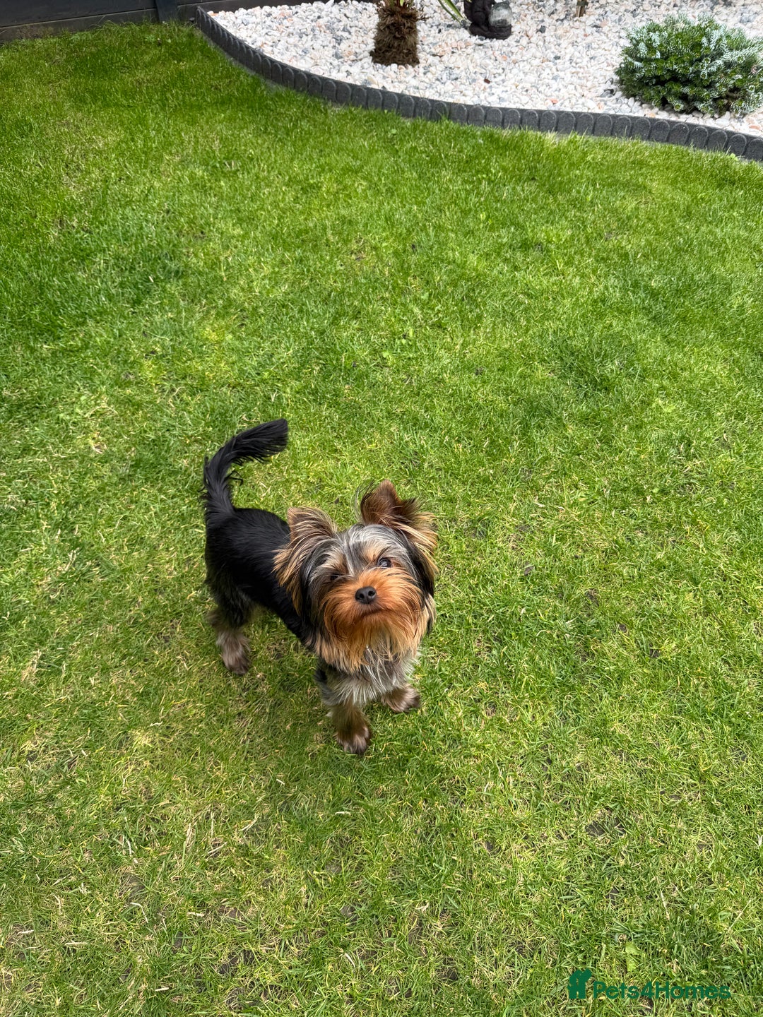 Yorkshire Terrier dogs for sale: Miniature Yorkshire terrier boy  - Image 6