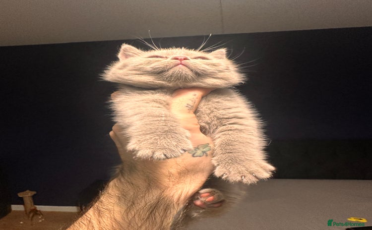 British Shorthair cats - Advert 7