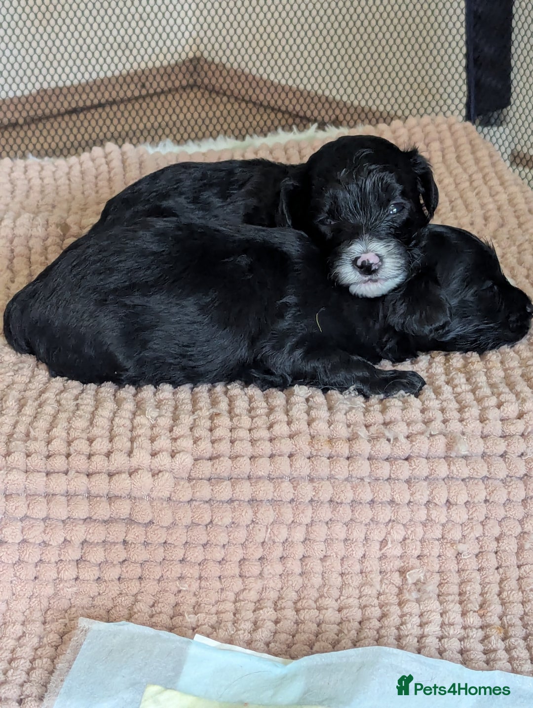 Maltipoo dogs for sale: Maltipoo  - Image 9