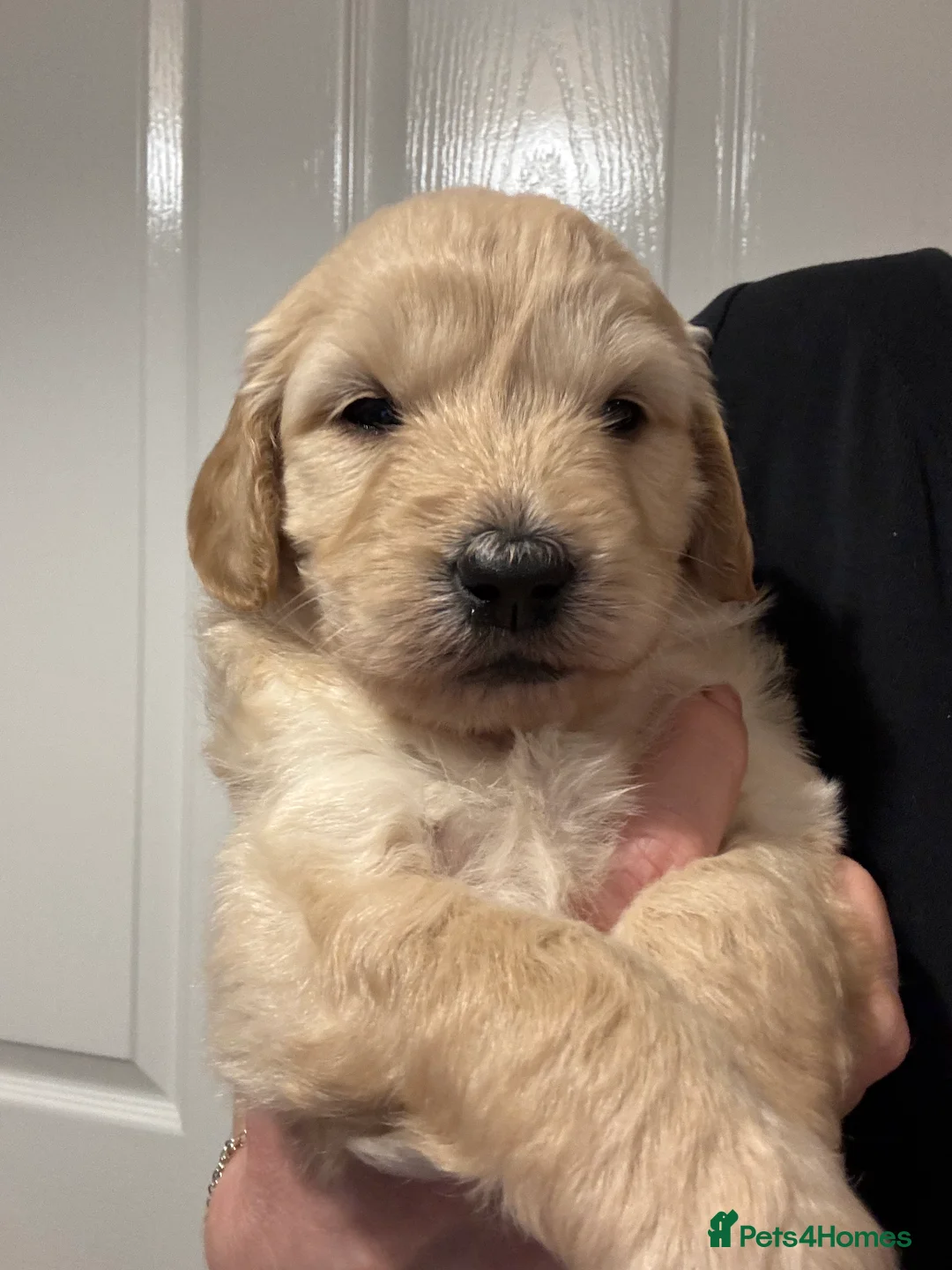 Goldendoodle dogs for sale: F1 Golden Doodles  - Advert 9