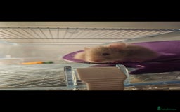 Hamster rodents for sale: Friendly fluffy hamster for sale - Image 2