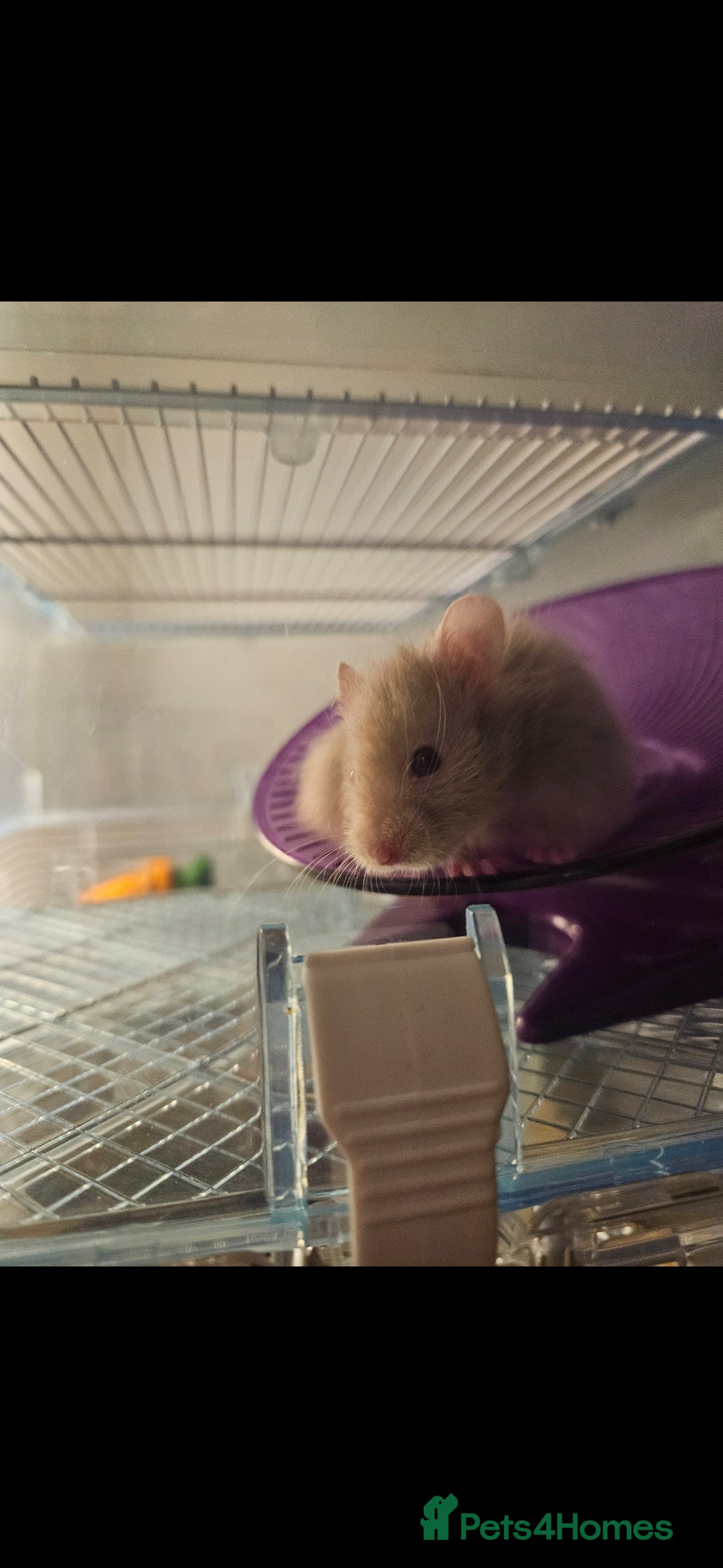 Hamster rodents for sale: Friendly fluffy hamster for sale - Image 2