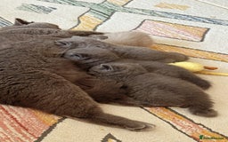 British Shorthair cats for sale: Gorgeous Kittens Ready to Find Their Forever Homes - Image 15