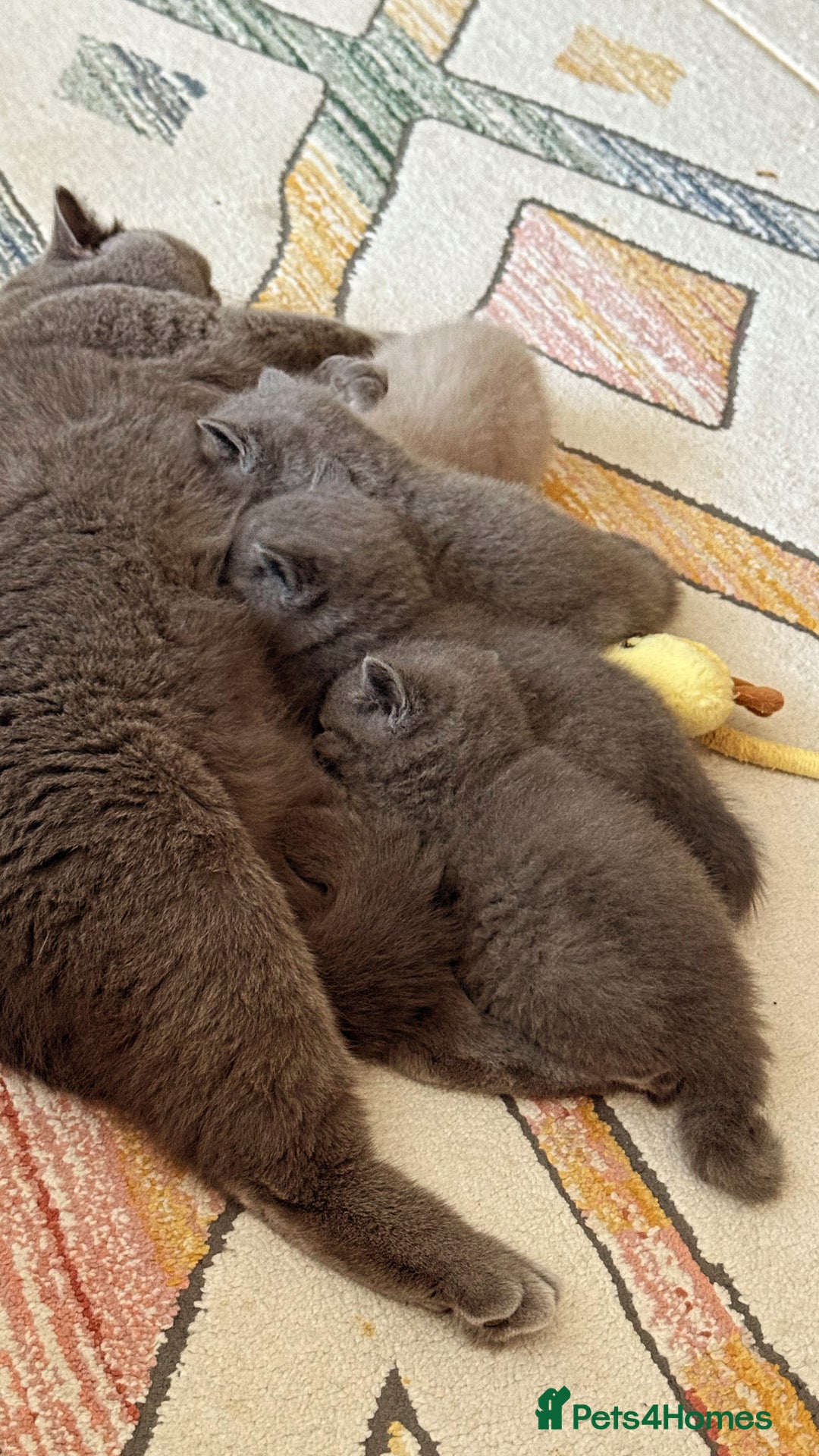 British Shorthair cats for sale: Gorgeous Kittens Ready to Find Their Forever Homes - Image 15