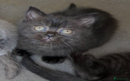 British Shorthair cats for sale:  Ready now. British shorthair kittens  - Image 14