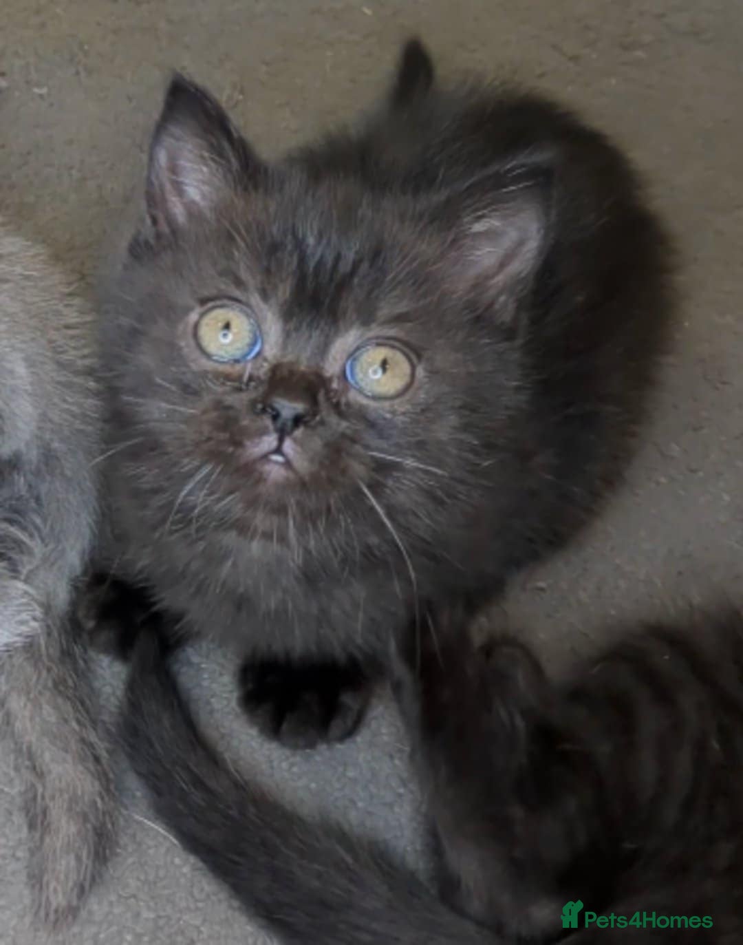 British Shorthair cats for sale:  Ready now. British shorthair kittens  - Image 14