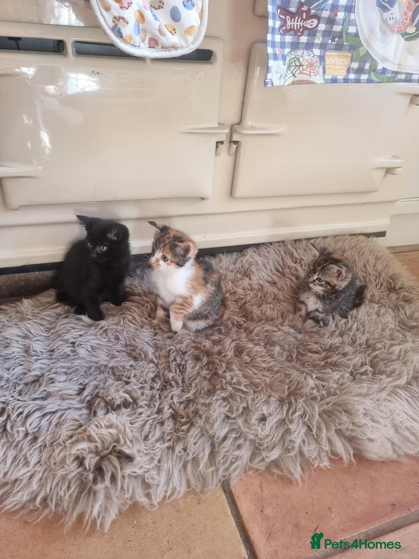 Mixed Breed cats 3 beautiful girl Kittens for sale ❤️  - Advert 1