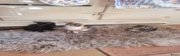 Mixed Breed cats for sale: 3 beautiful girl Kittens for sale ❤️  - Advert 1