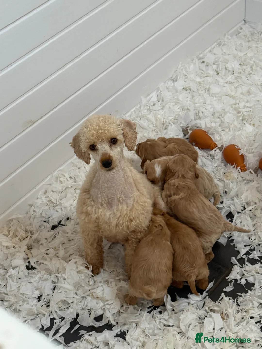 Cavapoo dogs for sale: Stunning F1 Cavapoos - Advert 2