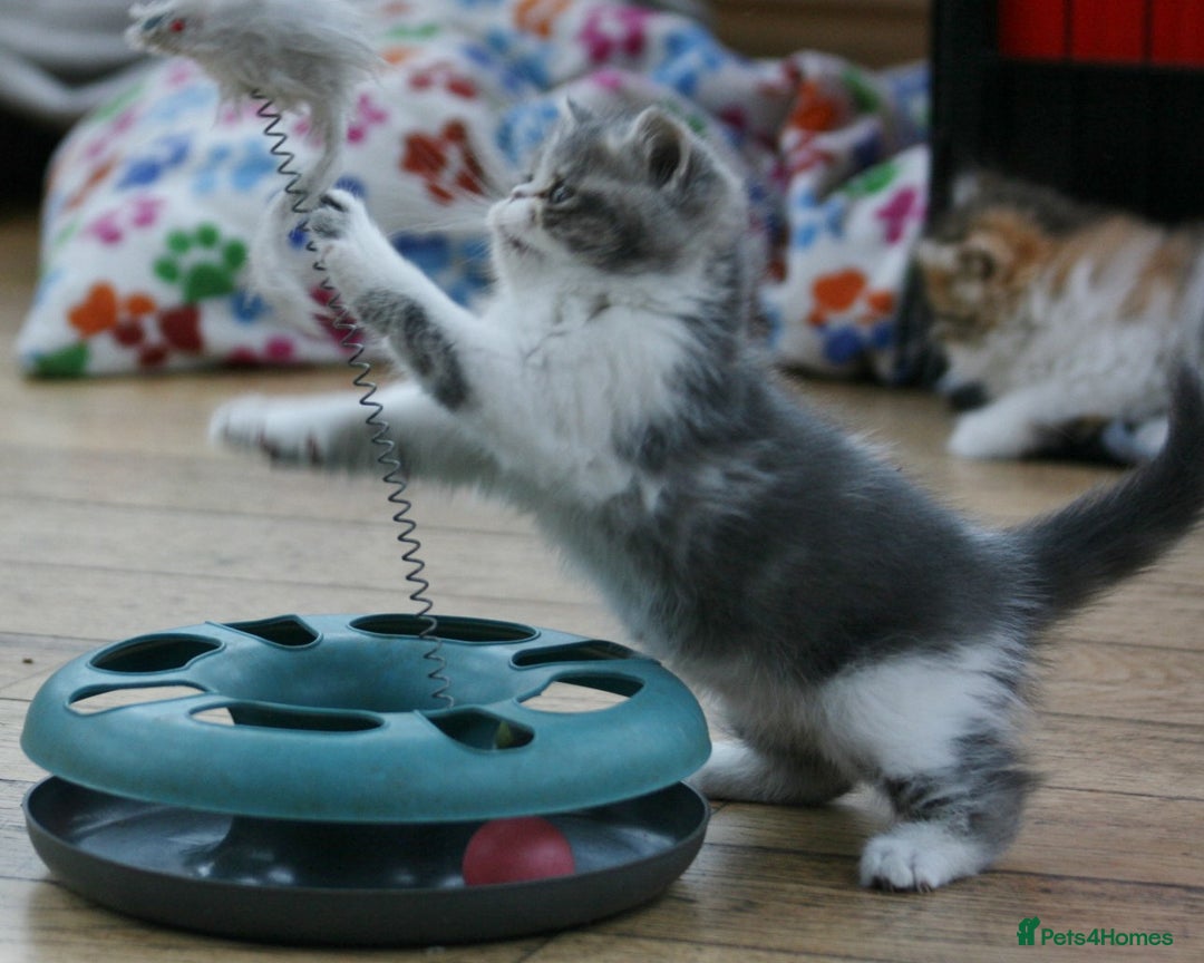 Exotic cats for sale: Beautiful Exotic Pedigree Kittens - Image 22