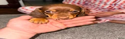 Miniature Dachshund dogs for sale: Miniature dachshund puppies  in Bilston - Advert 11