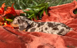 Miniature Dachshund dogs for sale: Purebred Miniature Dachshund Puppies – Ready - Image 4