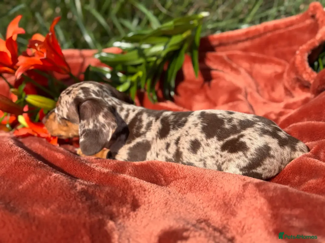 Miniature Dachshund dogs for sale: Purebred Miniature Dachshund Puppies – Ready - Image 4