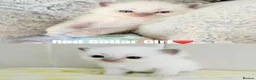 Ragdoll cats for sale: Five Beautiful Ragdoll Kittens Now Available🤍 - Advert 9