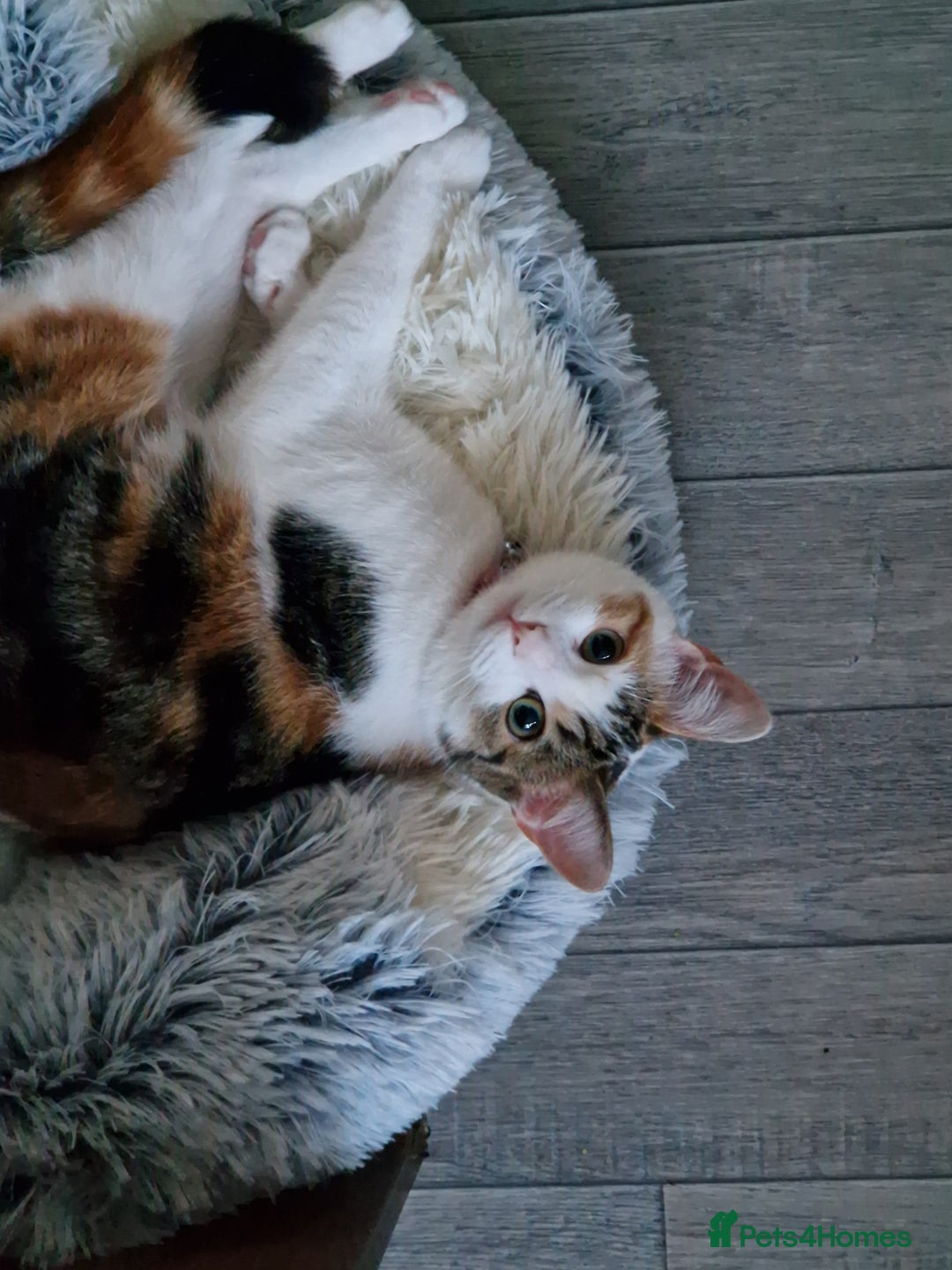 Domestic Shorthair cats for sale: Poppy and Rosie Rehoming.  - Image 11