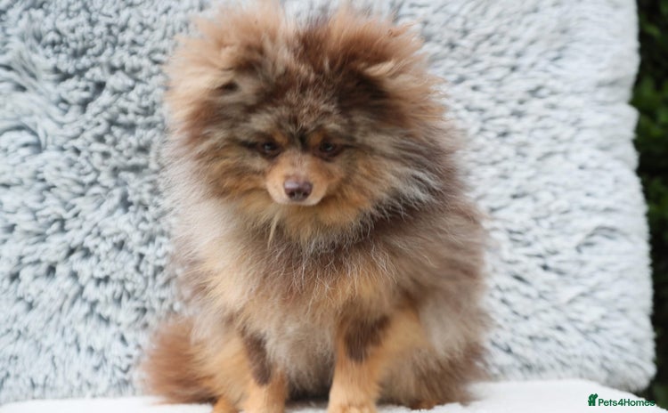 Pomeranian dogs - Advert 1