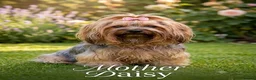 Yorkshire Terrier dogs for sale:  🐾 Beautiful Yorkshire Terrier Boys - Advert 27