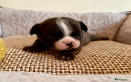 French Bulldog dogs for sale: Beautiful Blue-Eyed French Bulldog Puppies - Image 8