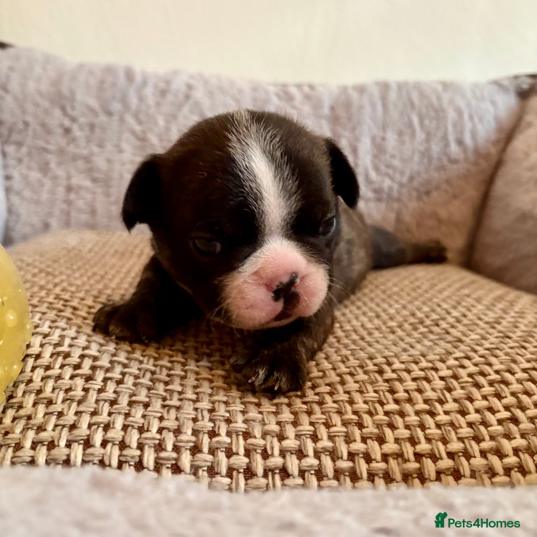 French Bulldog dogs for sale: Beautiful Blue-Eyed French Bulldog Puppies - Image 8