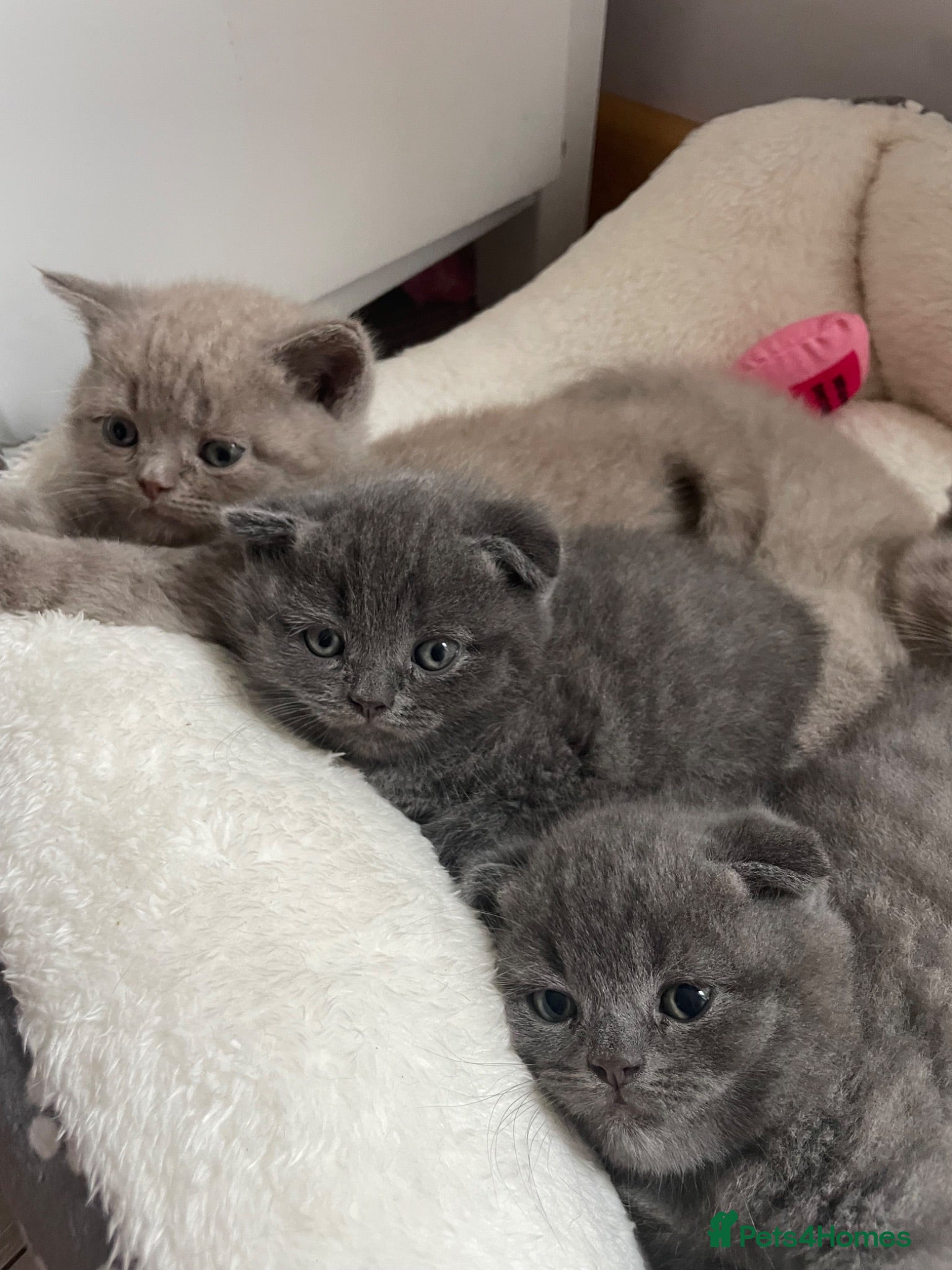Scottish Fold cats Adorable Scottish Fold Kittens looking 🩶homes - Advert 11