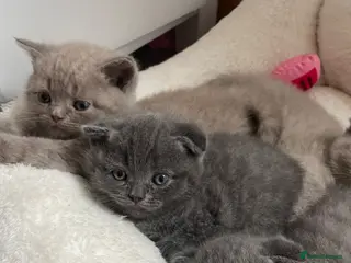 Scottish Fold cats Adorable Scottish Fold Kittens looking 🩶homes - Advert 5