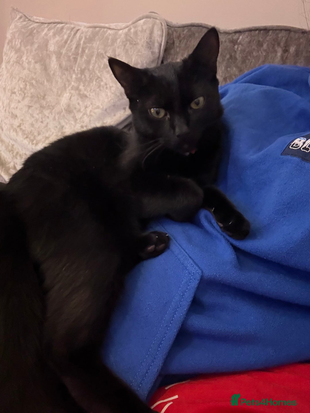 Mixed Breed cats for sale: Kittens  - Advert 4