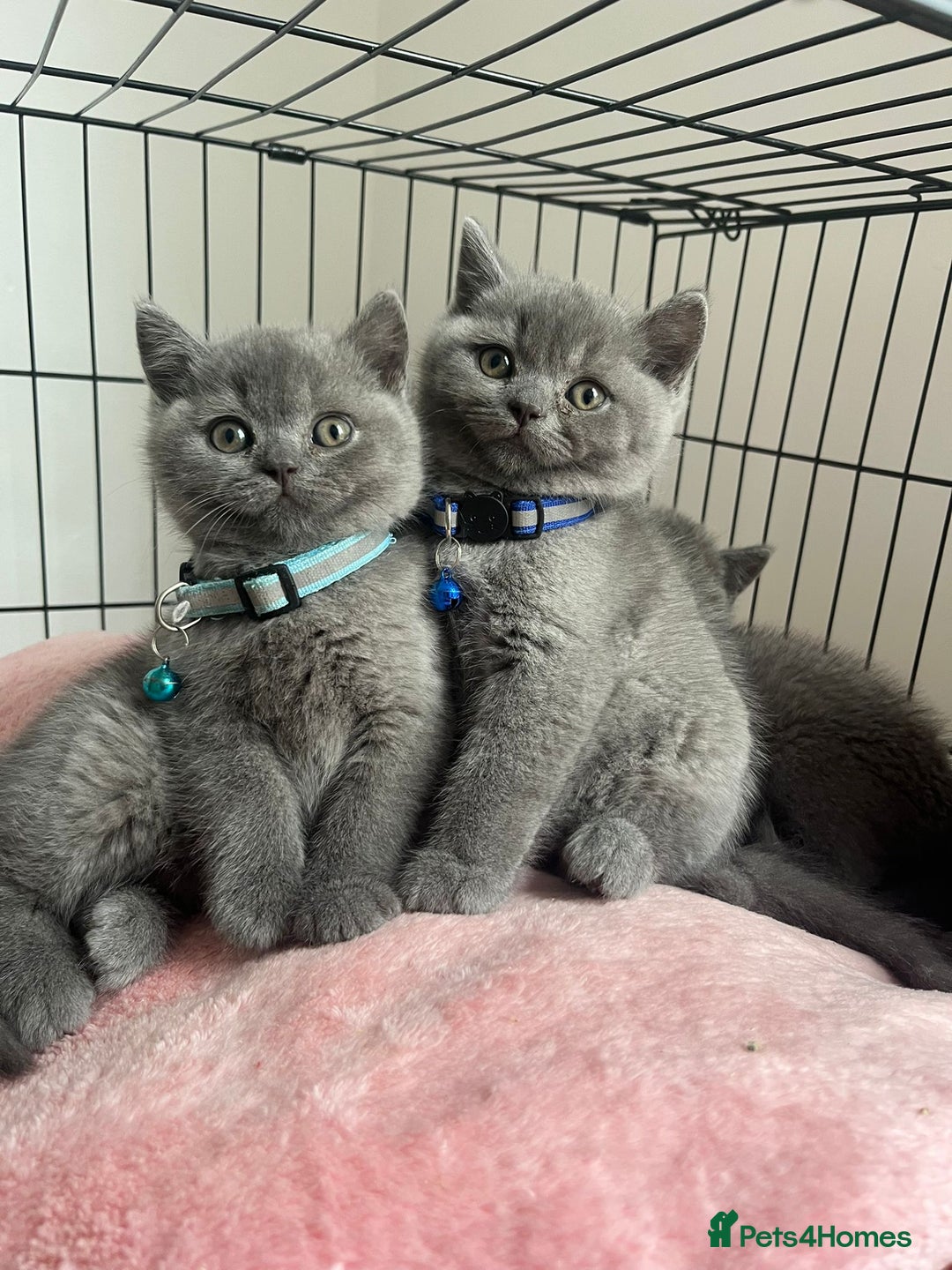 British Shorthair cats for sale: GCCF British Shorthair kittens  - Image 1