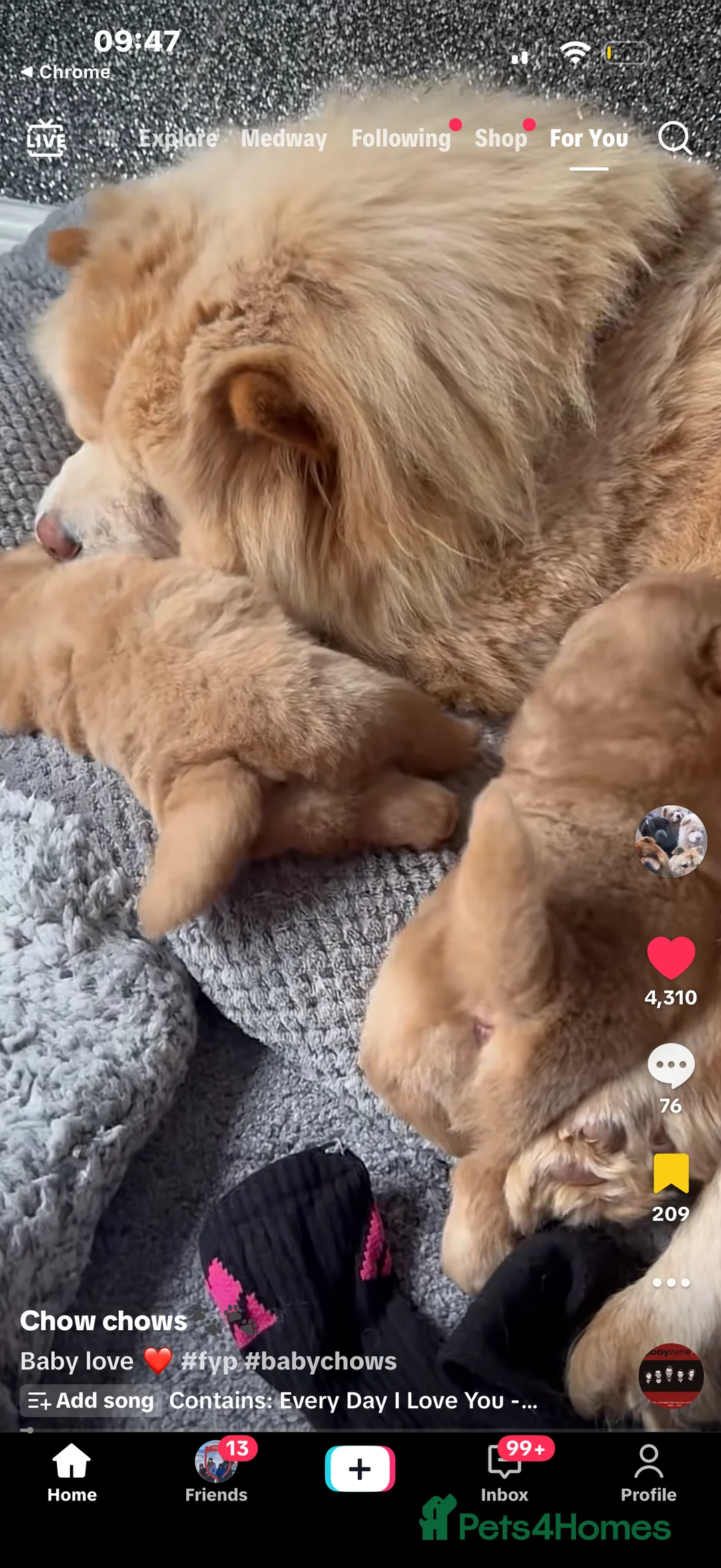 Chow Chow dogs for sale: Beautiful chow chow puppies  - Advert 13