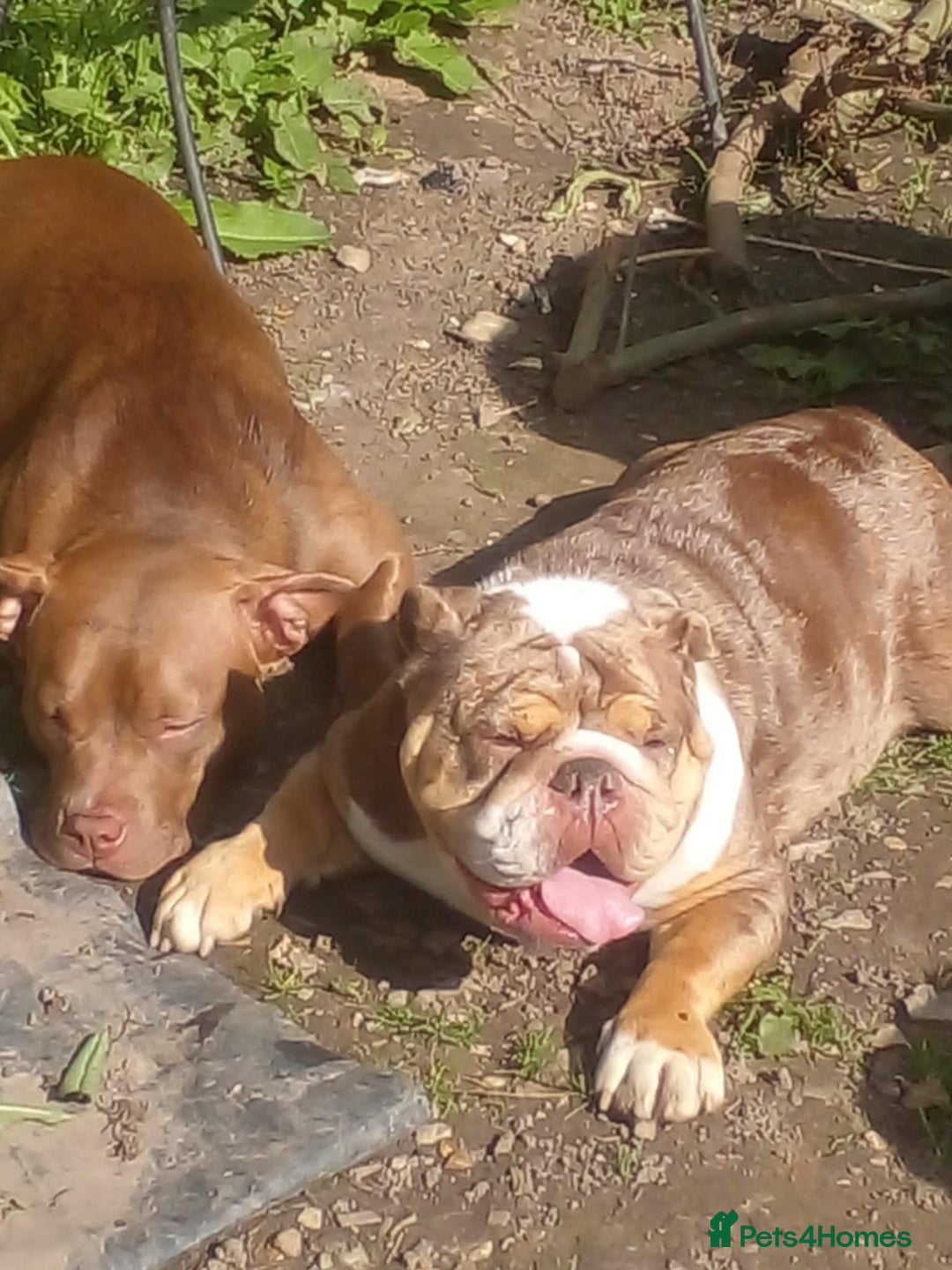 American Bully dogs for sale: princess for rehoming - Image 8