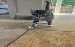 Mixed Breed cats for sale: Tabby kittens for sale - Image 2