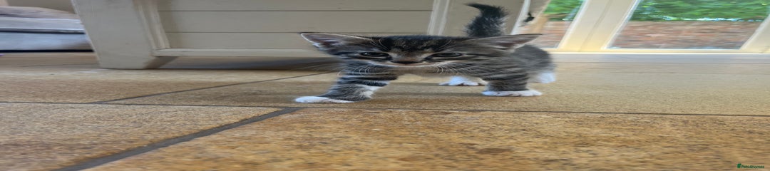 Mixed Breed Kitten 2