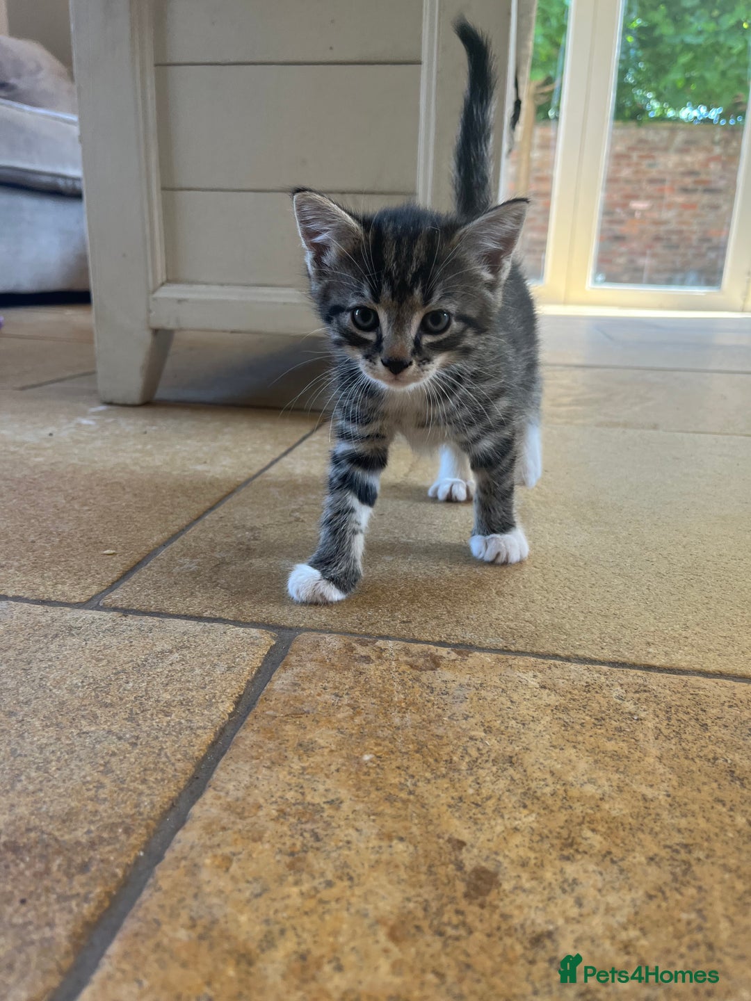 Mixed Breed cats for sale: Tabby kittens for sale - Image 2