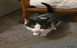 Ragdoll cats for sale: 4 rag doll kittens available  - Image 2