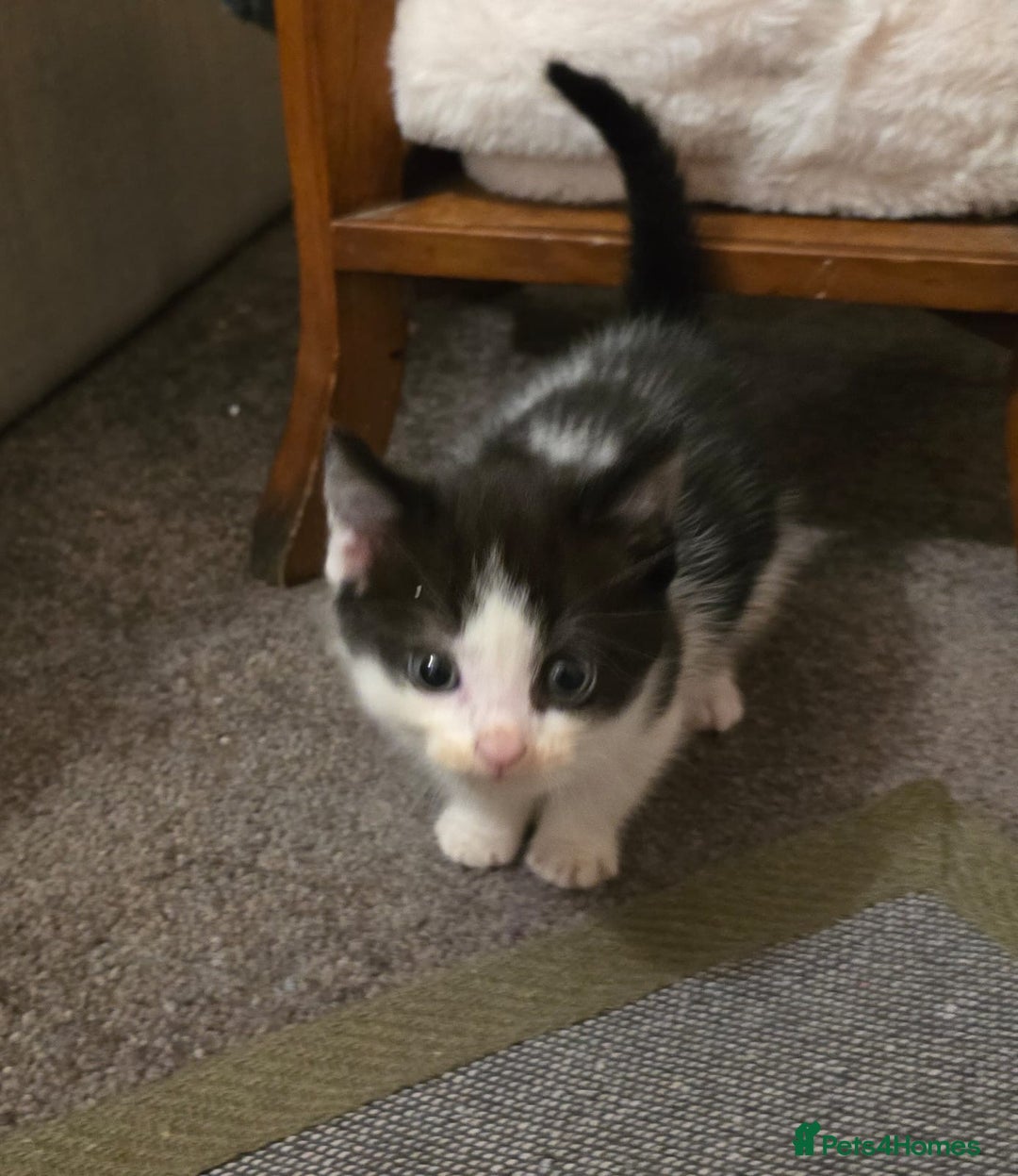 Ragdoll cats for sale: 4 rag doll kittens available  - Image 2