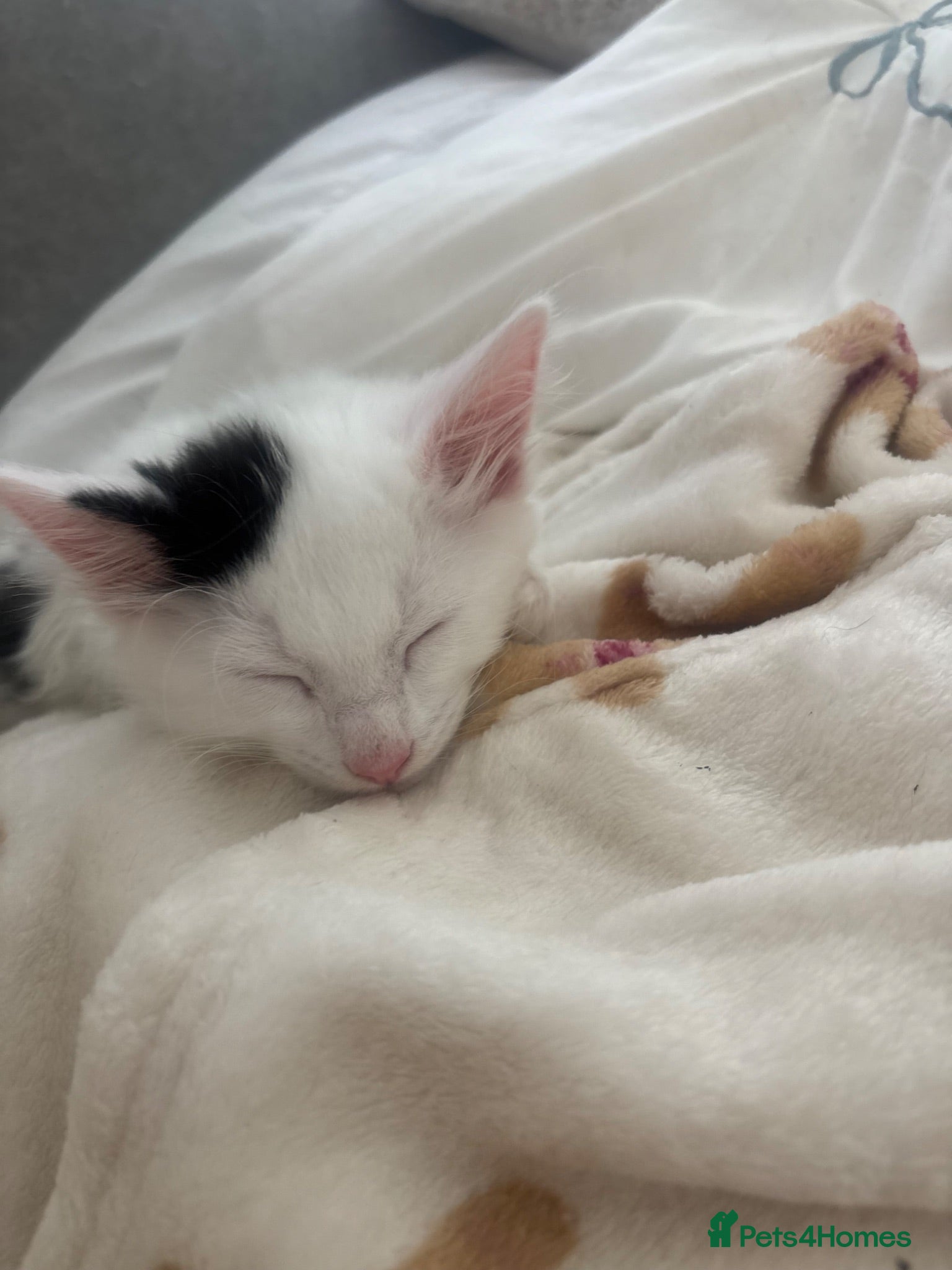 Mixed Breed cats Beautiful fluffy kittens  - Advert 1