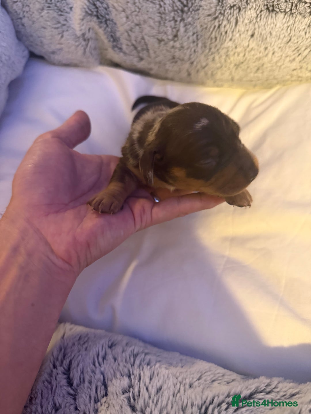Dachshund dogs for sale: Dapple Dachshund Puppies - Image 19