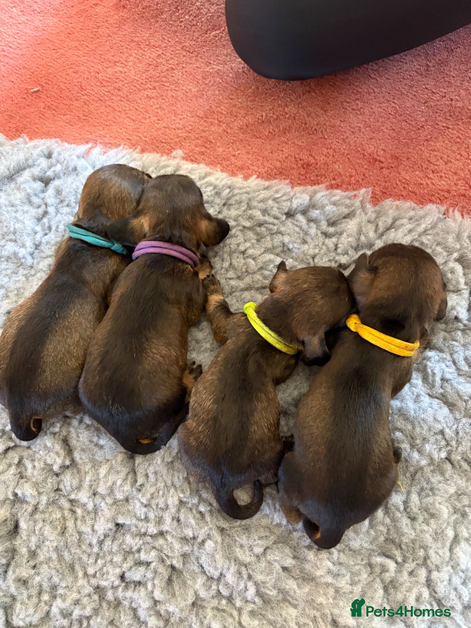 Dachshund dogs for sale: Beautiful Pedigree Wire-Haired Dachshund Puppies - Advert 10