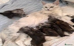 Maine Coon cats for sale: Maine coon polydactyl kittens DNA clear  - Image 7