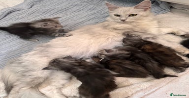 Maine Coon cats - Advert 12