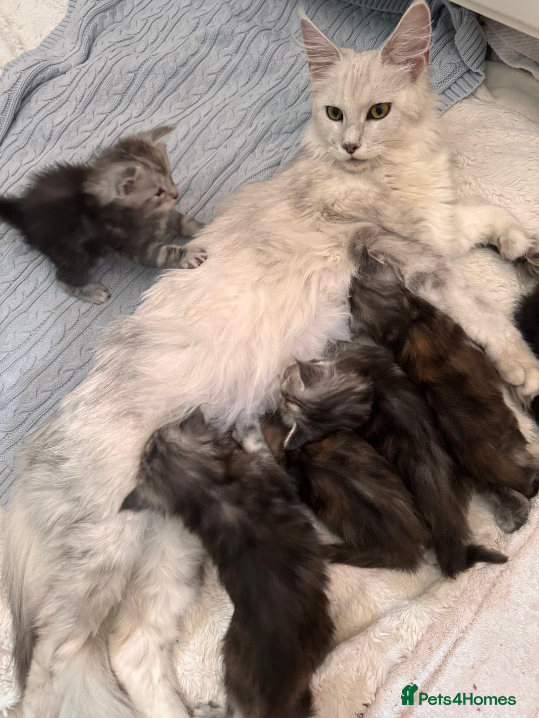 Maine Coon cats for sale: Maine coon polydactyl kittens DNA clear  - Image 7