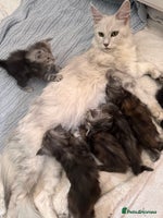 Maine Coon cats - Advert 5