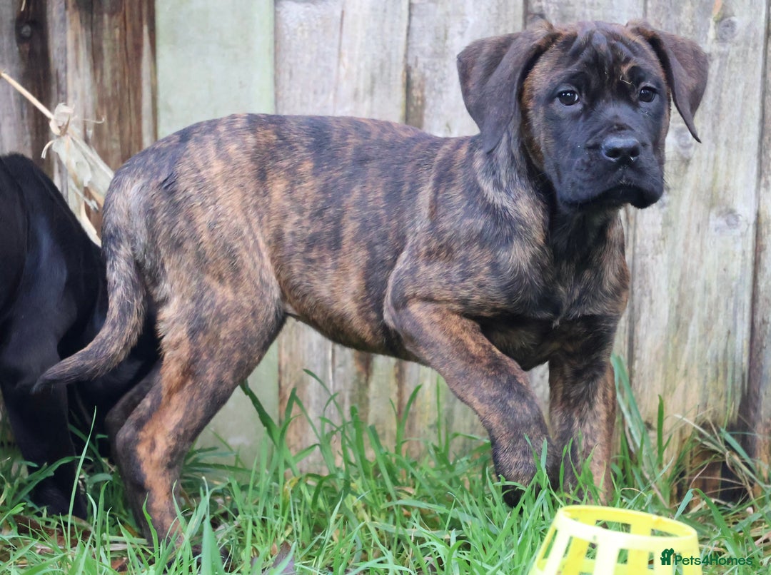 Presa Canario dogs for sale: Presa Canario Puppies (Recognised Breeder) - Advert 10