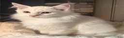 Ragcoon cats for sale: Stunning Ragcoons (Ragdoll x Mainecoon) Kittens in Woodhall Spa - Advert 9