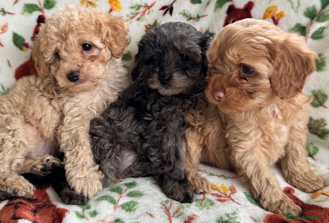 Cavapoo dogs for sale: F1b cavapoo babies - Advert 6